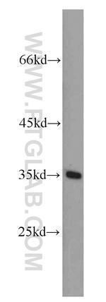 DPPA2 Antibody in Western Blot (WB)