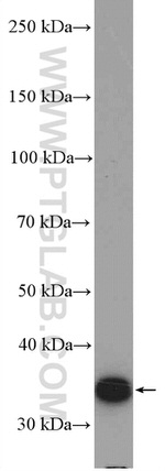 DPPA2 Antibody in Western Blot (WB)