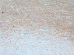 MOG Antibody in Immunohistochemistry (Paraffin) (IHC (P))