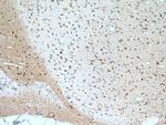 MOG Antibody in Immunohistochemistry (Paraffin) (IHC (P))