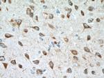 MOG Antibody in Immunohistochemistry (Paraffin) (IHC (P))