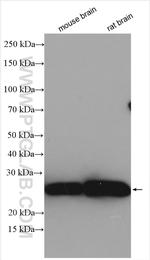 MOG Antibody in Western Blot (WB)