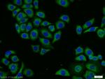 Kallikrein 11 Antibody in Immunocytochemistry (ICC/IF)