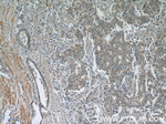 Kallikrein 11 Antibody in Immunohistochemistry (Paraffin) (IHC (P))