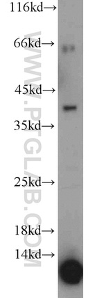 Kallikrein 11 Antibody in Western Blot (WB)