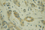 SGK3 Antibody in Immunohistochemistry (Paraffin) (IHC (P))