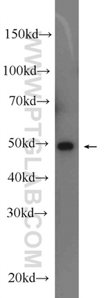 SGK3 Antibody in Western Blot (WB)