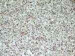 KIFAP3 Antibody in Immunohistochemistry (Paraffin) (IHC (P))