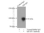 KIFAP3 Antibody in Immunoprecipitation (IP)