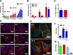 ZO-1 Antibody