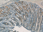 SNAP29 Antibody in Immunohistochemistry (Paraffin) (IHC (P))