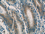 SNAP29 Antibody in Immunohistochemistry (Paraffin) (IHC (P))