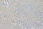 SNAP29 Antibody in Immunohistochemistry (Paraffin) (IHC (P))