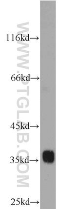 TRAM1 Antibody in Western Blot (WB)