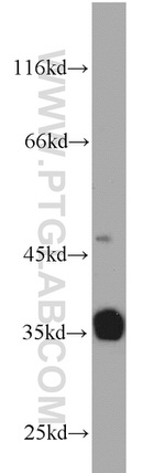 TRAM1 Antibody in Western Blot (WB)