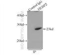 HEBP2 Antibody in Immunoprecipitation (IP)