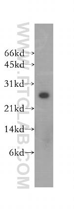 HEBP2 Antibody in Western Blot (WB)