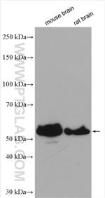 GABRA3 Antibody in Western Blot (WB)