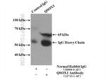 QSOX1 Antibody in Immunoprecipitation (IP)