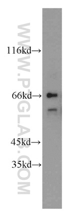 QSOX1 Antibody in Western Blot (WB)