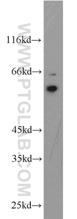 QSOX1 Antibody in Western Blot (WB)