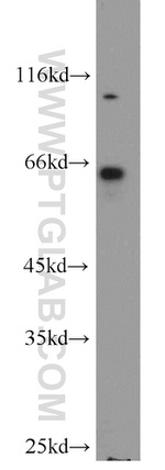 QSOX1 Antibody in Western Blot (WB)