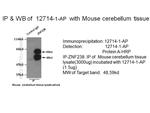 ZNF238 Antibody in Immunoprecipitation (IP)