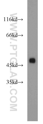 ZNF238 Antibody in Western Blot (WB)