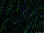 Dystrophin Antibody in Immunohistochemistry (PFA fixed) (IHC (PFA))