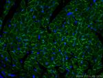 Dystrophin Antibody in Immunohistochemistry (PFA fixed) (IHC (PFA))