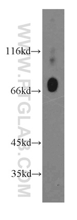 Dystrophin Antibody in Western Blot (WB)