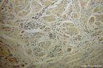 PPID Antibody in Immunohistochemistry (Paraffin) (IHC (P))