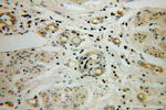 PPID Antibody in Immunohistochemistry (Paraffin) (IHC (P))