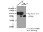 PPID Antibody in Immunoprecipitation (IP)