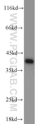 PPID Antibody in Western Blot (WB)