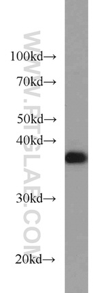 PPID Antibody in Western Blot (WB)