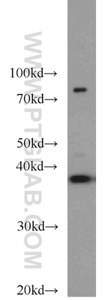 PPID Antibody in Western Blot (WB)