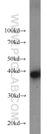 PPID Antibody in Western Blot (WB)