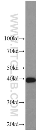 PPID Antibody in Western Blot (WB)