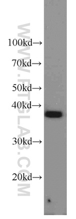 PPID Antibody in Western Blot (WB)