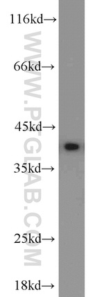 PPID Antibody in Western Blot (WB)