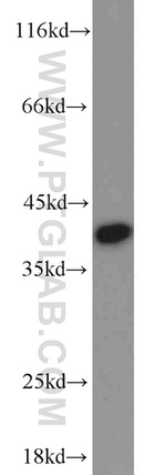 PPID Antibody in Western Blot (WB)