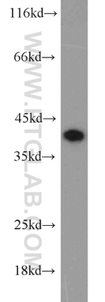 PPID Antibody in Western Blot (WB)