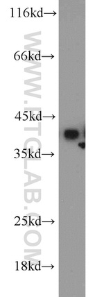 PPID Antibody in Western Blot (WB)