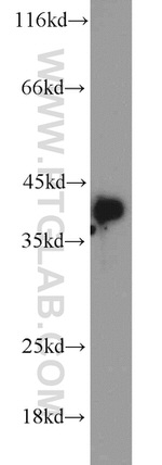 PPID Antibody in Western Blot (WB)