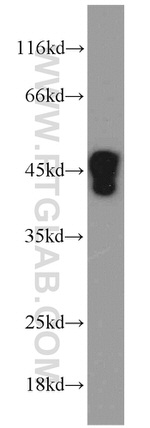 PPID Antibody in Western Blot (WB)