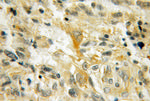 PMP2 Antibody in Immunohistochemistry (Paraffin) (IHC (P))