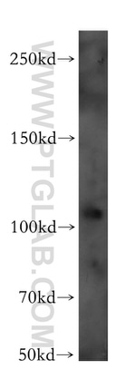 EIF3C Antibody in Western Blot (WB)