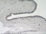 ZFP36 Antibody in Immunohistochemistry (Paraffin) (IHC (P))