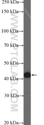 ZFP36 Antibody in Western Blot (WB)